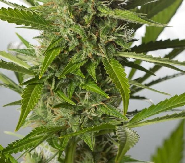 White Widow XXL Auto Feminised Seeds - Image 3