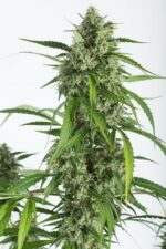 White Widow XXL Auto Feminised Seeds - Image 4