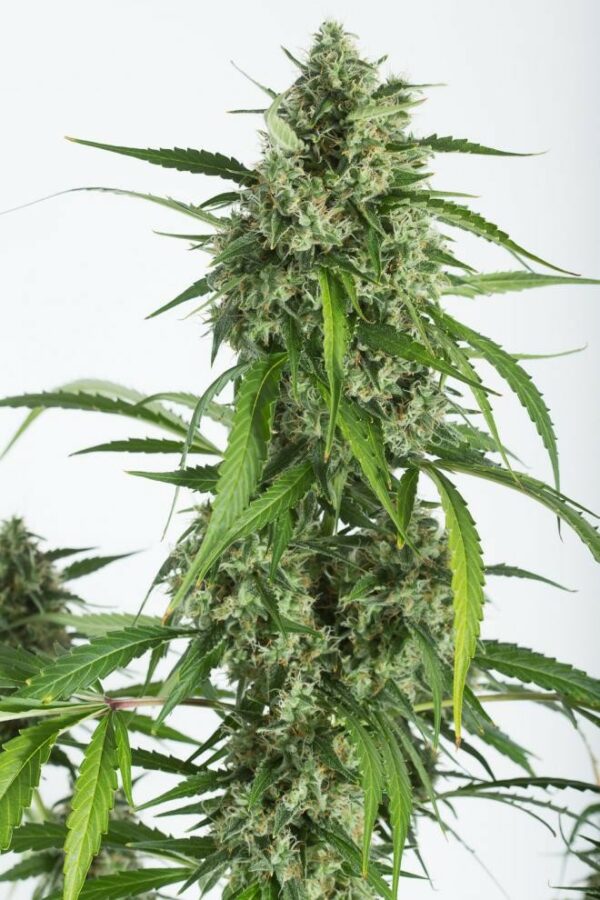 White Widow XXL Auto Feminised Seeds - Image 4
