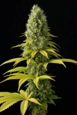 Shark Shock CBD Feminised Seeds