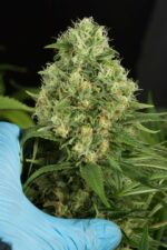 Shark Shock CBD Feminised Seeds - Image 4