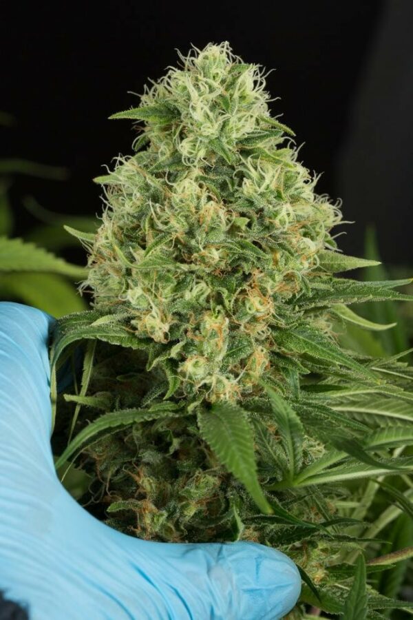 Shark Shock CBD Feminised Seeds - Image 4