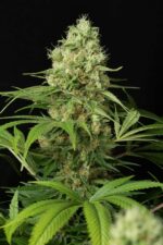 Shark Shock CBD Feminised Seeds - Image 2