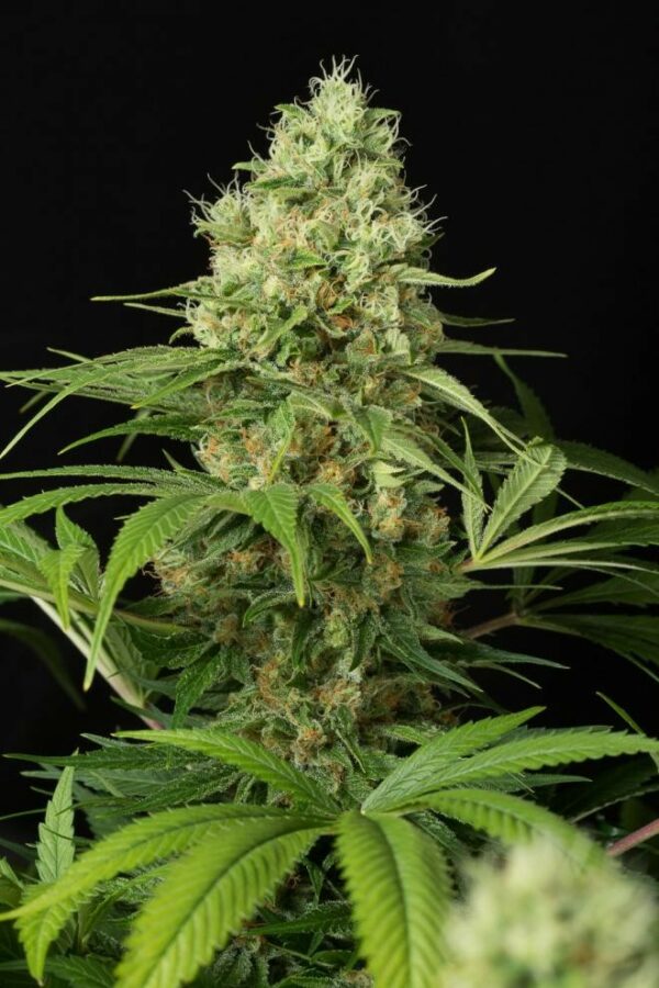 Shark Shock CBD Feminised Seeds - Image 2