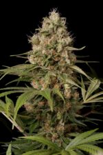 Shark Shock CBD Feminised Seeds - Image 3