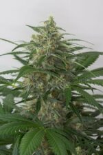 Moby Dick XXL Auto Feminised Seeds