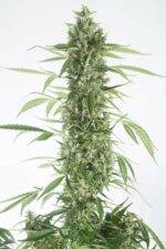 Moby Dick XXL Auto Feminised Seeds - Image 2