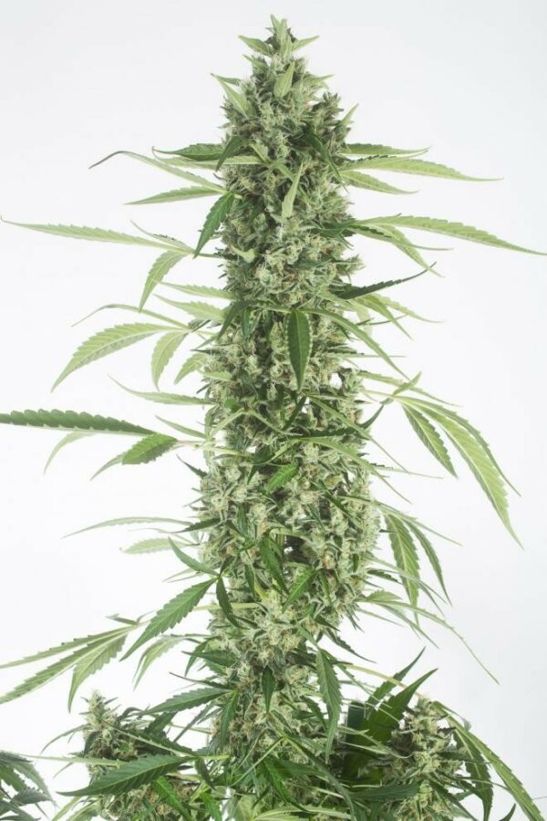 Moby Dick XXL Auto Feminised Seeds - Image 2