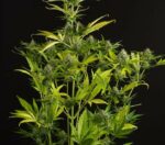 Kush'N'Cheese Auto Feminised Seeds