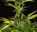 Kush'N'Cheese Auto Feminised Seeds - Image 2