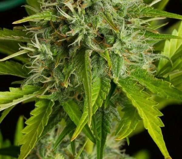 Kush'N'Cheese Auto Feminised Seeds - Image 3