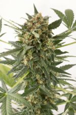 Kush'N'Cheese Auto Feminised Seeds - Image 4