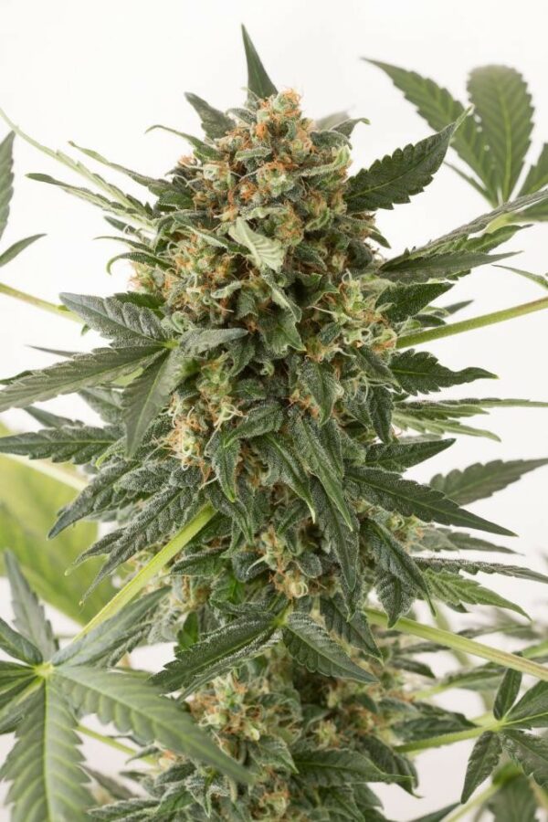 Kush'N'Cheese Auto Feminised Seeds - Image 4