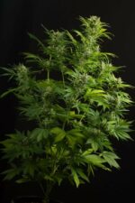 Haze XXL Auto Feminised Seeds