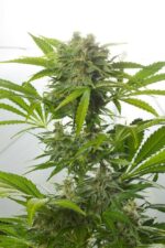 Haze XXL Auto Feminised Seeds - Image 2