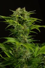 Haze XXL Auto Feminised Seeds - Image 3