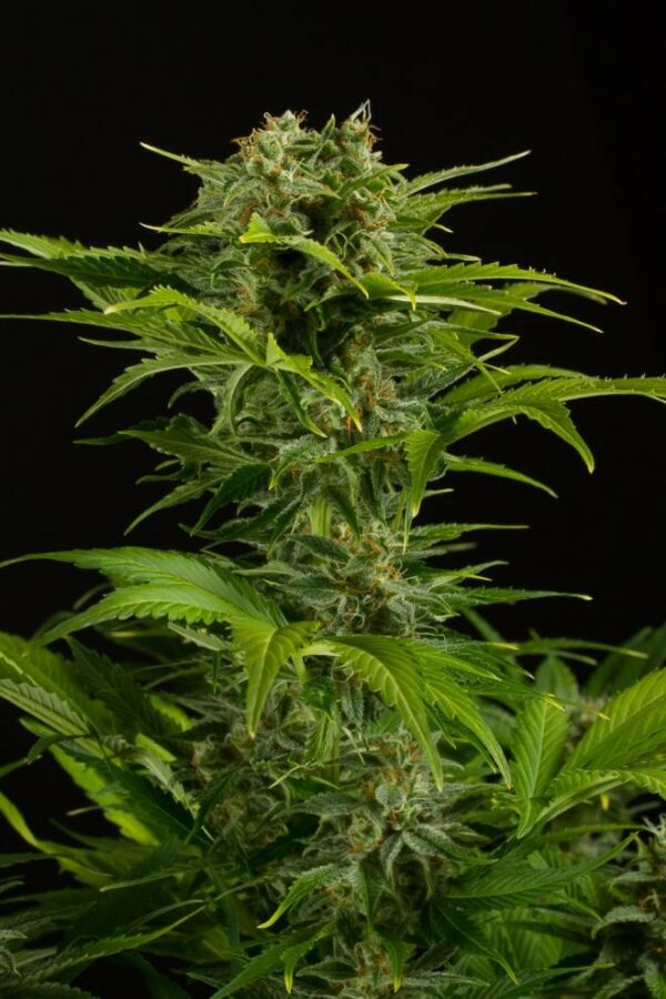 Haze XXL Auto Feminised Seeds - Image 3