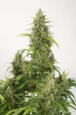 Haze XXL Auto Feminised Seeds - Image 4