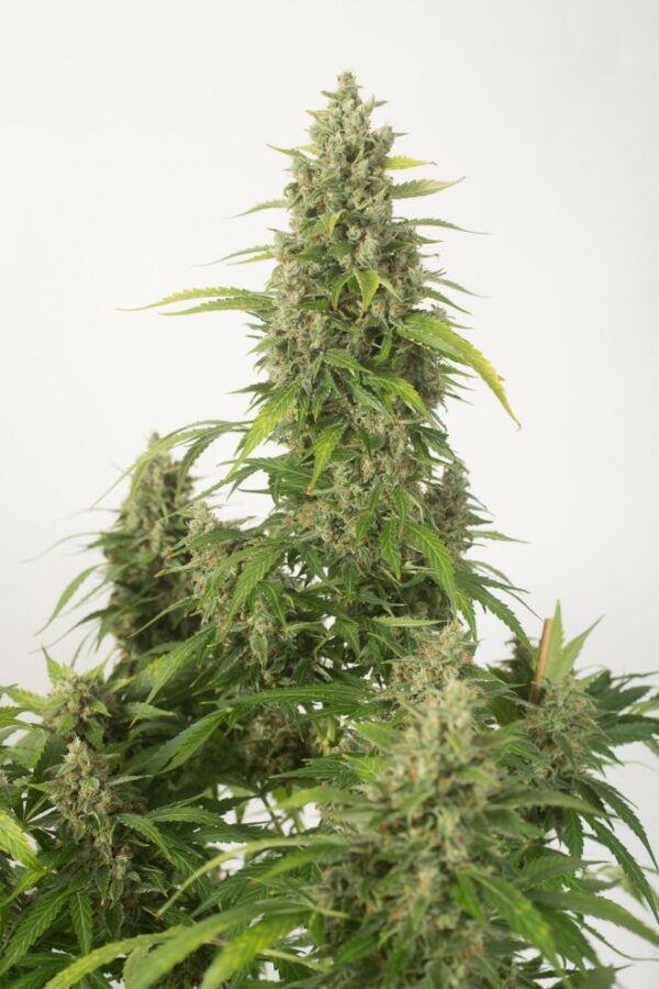 Haze XXL Auto Feminised Seeds - Image 4