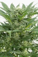 Dinamex Auto Feminised Seeds - Image 2