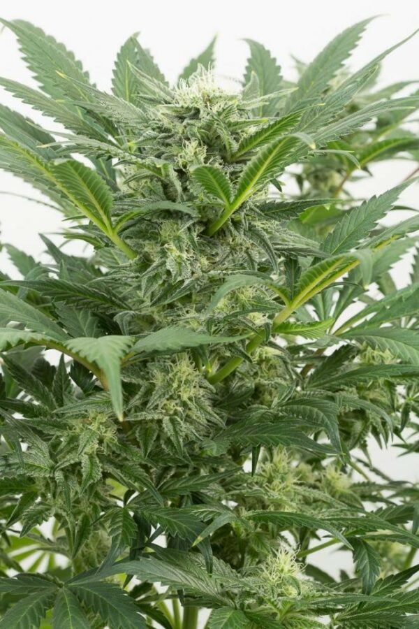Dinamex Auto Feminised Seeds - Image 2