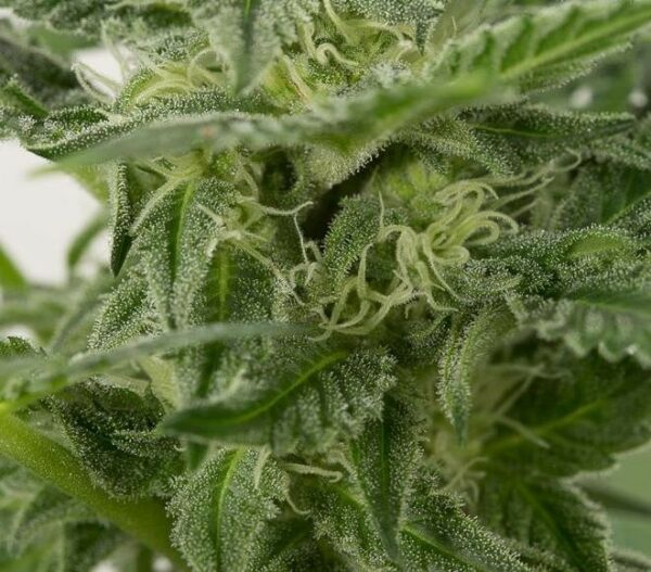 Dinamex Auto Feminised Seeds - Image 3