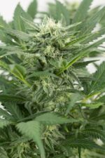 Dinamex Auto Feminised Seeds - Image 4