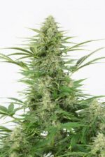 Dinamex Auto Feminised Seeds