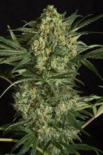 Critical+ 2.0 Feminised Seeds