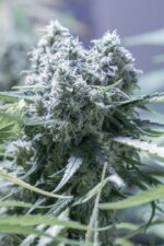 Critical+ 2.0 Feminised Seeds - Image 4
