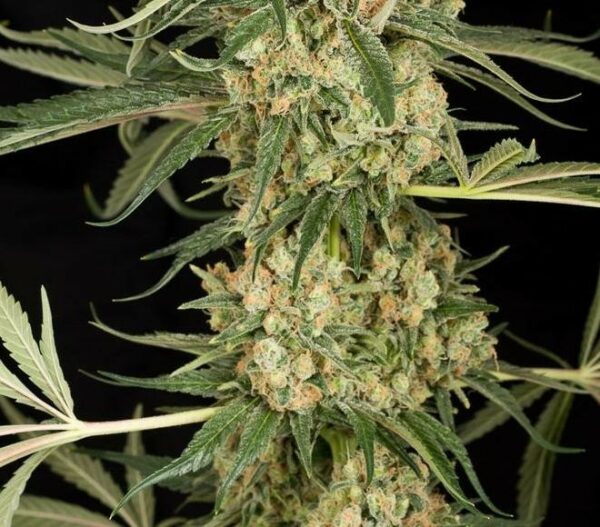 Critical+ 2.0 Feminised Seeds - Image 2