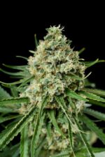 Critical+ 2.0 Feminised Seeds - Image 3