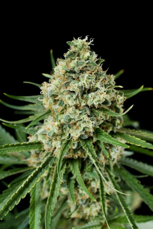 Critical+ 2.0 Feminised Seeds - Image 3