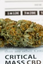 Critical Mass CBD Feminised Seeds - Image 6