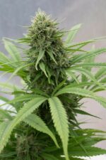 Critical Mass CBD Feminised Seeds