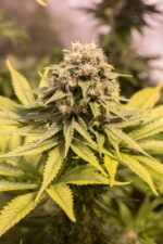 Critical Mass CBD Feminised Seeds - Image 4