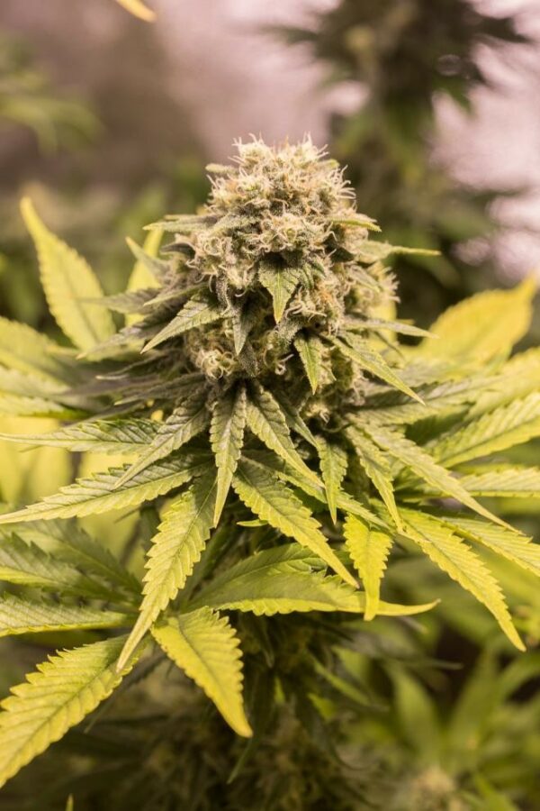 Critical Mass CBD Feminised Seeds - Image 4