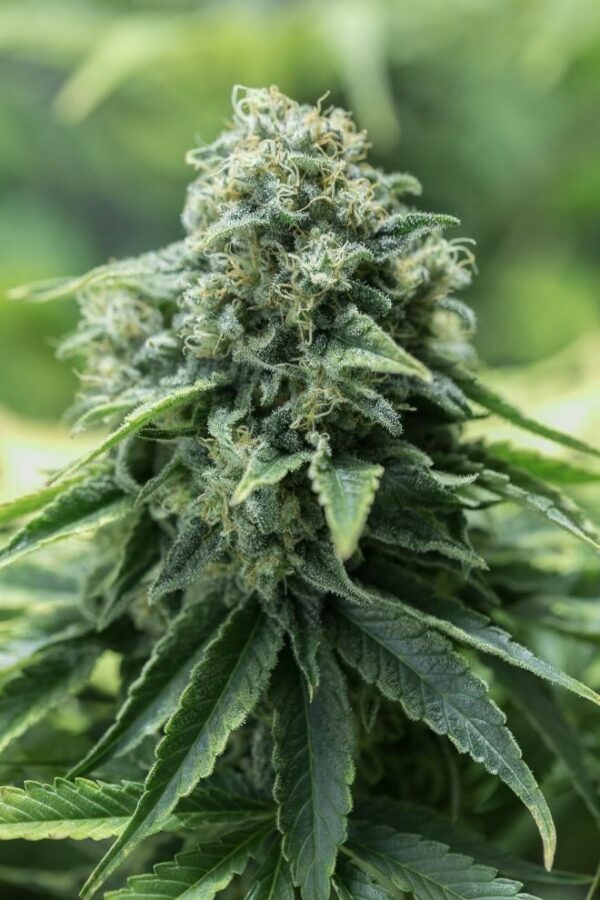 Critical Mass CBD Feminised Seeds - Image 3