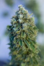 Critical Mass CBD Feminised Seeds - Image 5