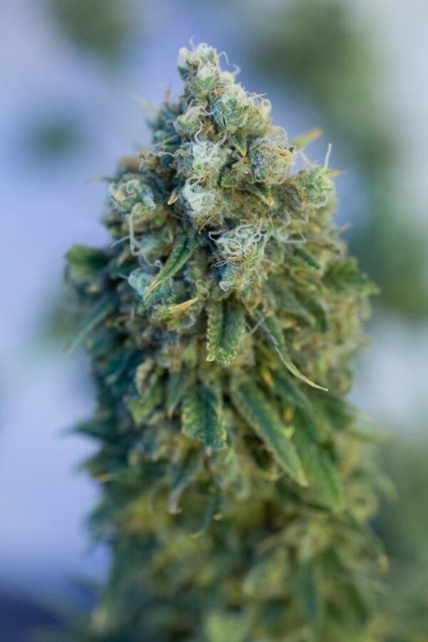 Critical Mass CBD Feminised Seeds - Image 5