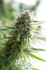 Critical Mass CBD Feminised Seeds - Image 2
