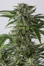 Bubba Kush Auto Feminised Seeds - Image 3