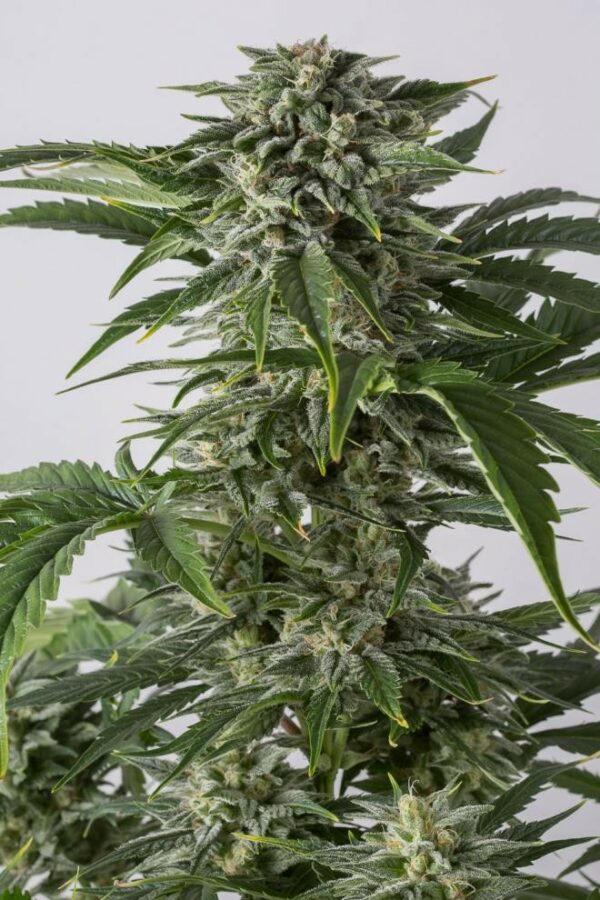 Bubba Kush Auto Feminised Seeds - Image 3