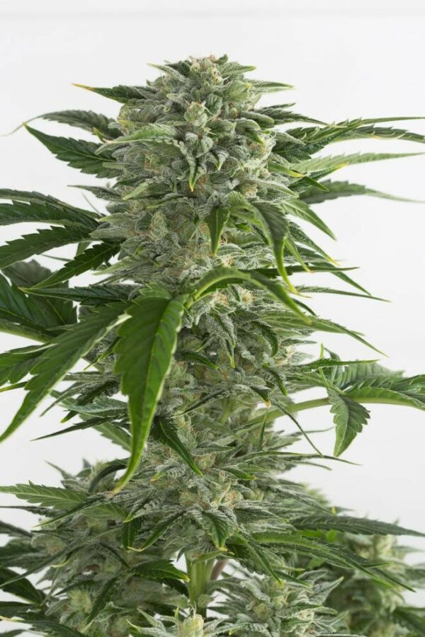 Bubba Kush Auto Feminised Seeds - Image 4
