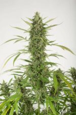 Bubba Kush Auto Feminised Seeds - Image 2