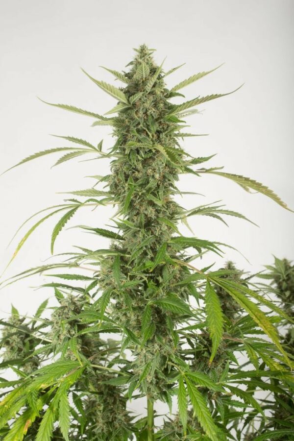 Bubba Kush Auto Feminised Seeds - Image 2