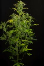 Blue Amnesia XXL Auto Feminised Seeds