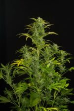 Blue Amnesia XXL Auto Feminised Seeds - Image 2