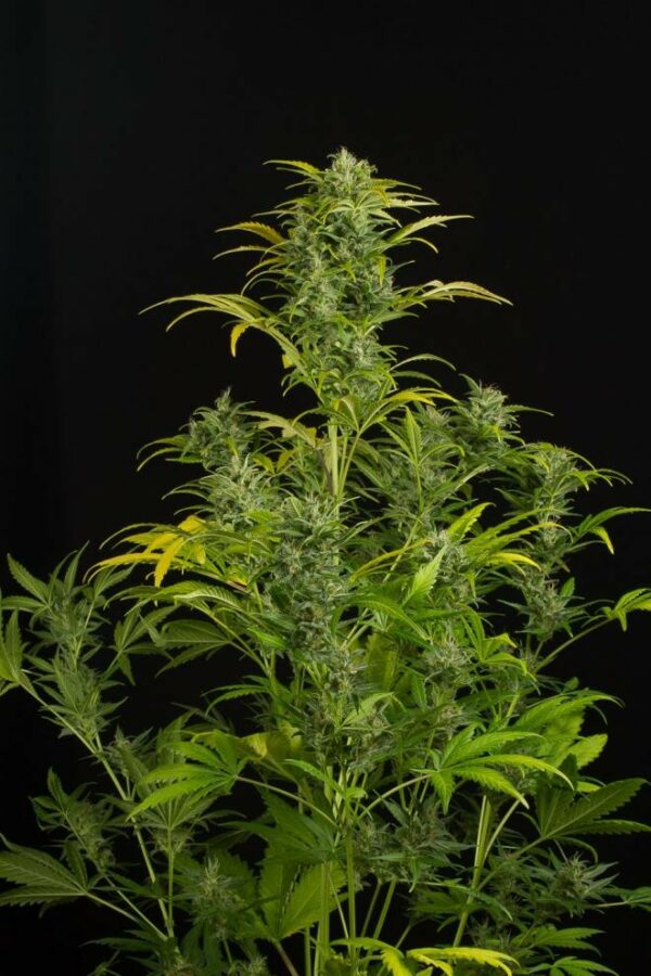 Blue Amnesia XXL Auto Feminised Seeds - Image 2