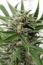 Blue Amnesia XXL Auto Feminised Seeds - Image 3